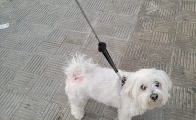 Veterinario Clinica Veterinaria Benacazón