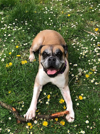 Veterinario Clínica Veterinaria Bigotes