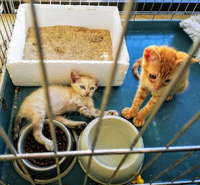 Veterinario Clínica Veterinaria Calahorra