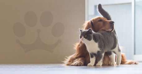 Veterinario Clinica Veterinaria Camino Real