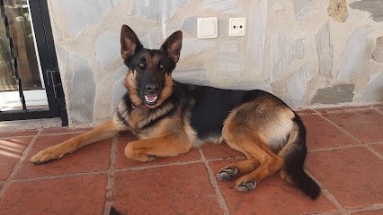 Veterinario Clinica Veterinaria Carlet