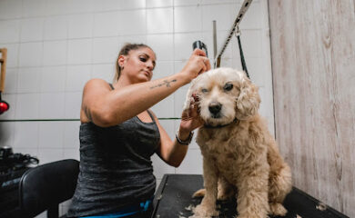 Veterinario Clínica Veterinaria Castaños