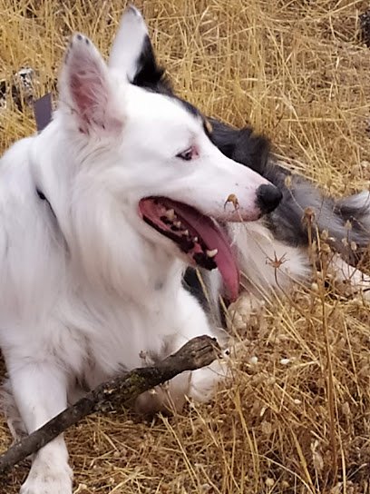 Veterinario Clínica Veterinaria Cruz Verde