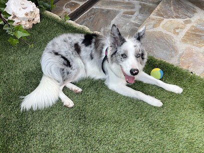 Veterinario Clínica Veterinaria Europa