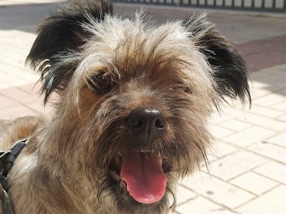 Veterinario Clínica Veterinaria Ferropet