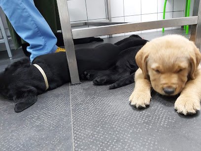 Veterinario Clínica Veterinaria Galileo