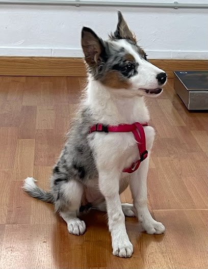 Veterinario Clínica Veterinaria Hubara