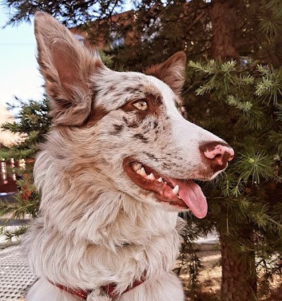 Veterinario Clínica Veterinaria Huellas