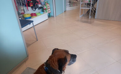Veterinarios en Lloret de Mar 2 Veterinario Clínica Veterinaria Ignasi Mir