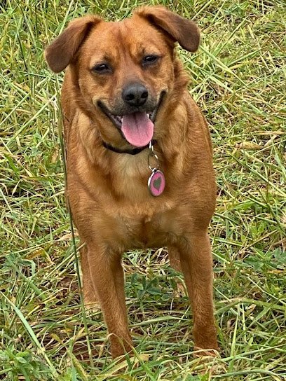 Veterinario Clínica Veterinaria Interzoo 🐶🐱🐭