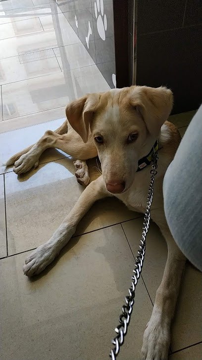 Veterinario Clinica Veterinaria Kibu