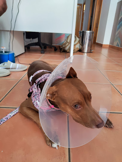 Clínica Veterinaria La Flamenca 1 Veterinario Clínica Veterinaria La Flamenca