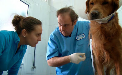 Veterinarios en Bormujos 3 Veterinario Clinica Veterinaria La Huella (Bormujos)