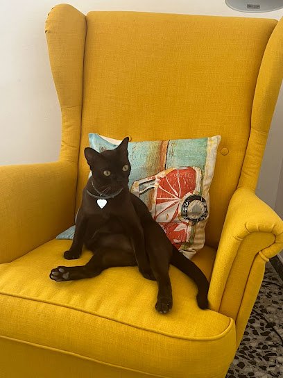 Veterinario Clinica Veterinaria La Pantera Rosa