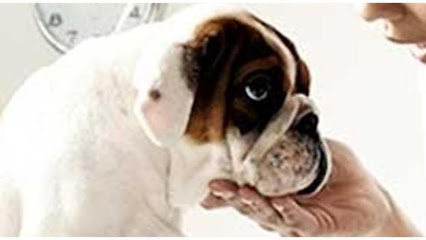 Clínica Veterinaria Leioa 1 Veterinario Clínica Veterinaria Leioa