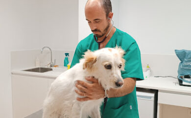 Veterinario Clínica Veterinaria Llopet / Vet. Blas Llopis Sanchis / URGENCIAS /Oliva