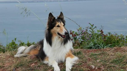 Veterinario Clínica Veterinaria María Llaneza