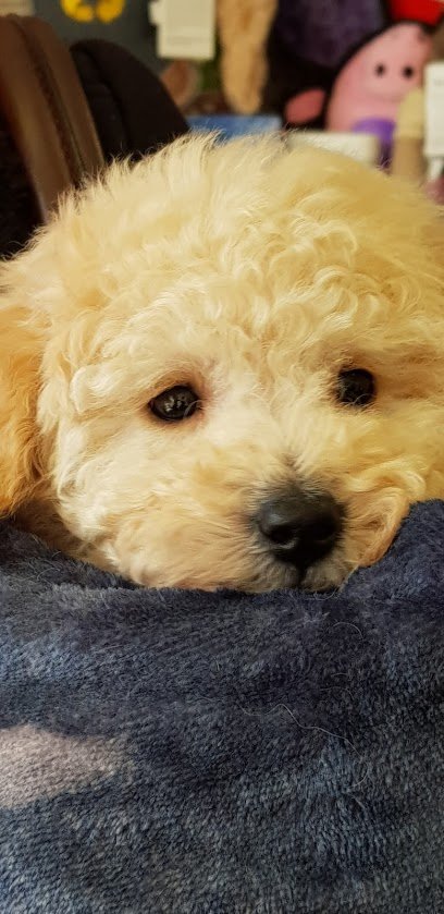 Veterinario Clínica Veterinaria Morgade