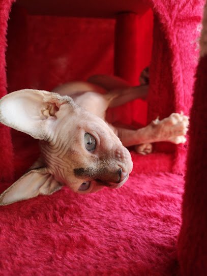 Veterinario Clínica Veterinària Natura