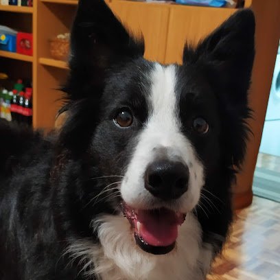 Veterinario Clínica Veterinaria Orkolaga, C.B.