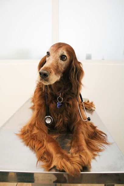 Clínica Veterinaria Pel i Plomes 1 Veterinario Clínica Veterinaria Pel i Plomes
