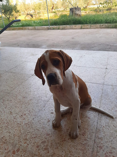 Clínica Veterinaria Perritos Petrer 1 Veterinario Clínica Veterinaria Perritos Petrer
