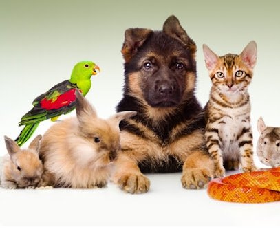 Veterinario Clínica Veterinaria Ramón Gómez de la Serna / RgsMima