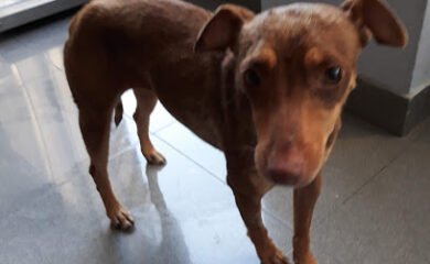 Veterinario Clínica Veterinaria San Roque