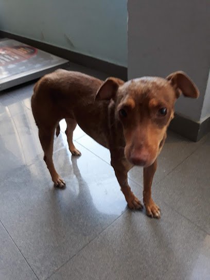 Veterinario Clínica Veterinaria San Roque