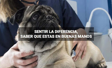 Veterinario Clínica Veterinaria Sanus