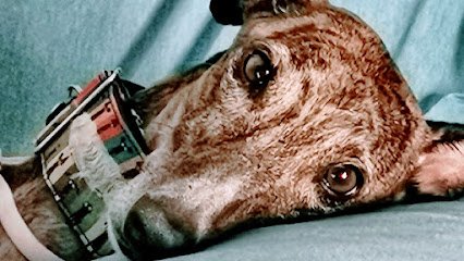 Veterinario Clínica Veterinaria Seisdedos