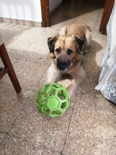 Veterinario Clinica Veterinaria Xirivella