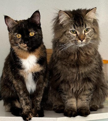 Veterinario Clínica Veterinaria Zaracán