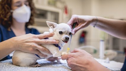 Veterinario Clínica Veterinaria Zoo