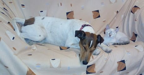 Veterinario Clinica veterinaria La Jungla