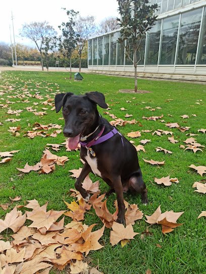 Veterinario Clínica veterinaria San Esteban & Vida con Perros