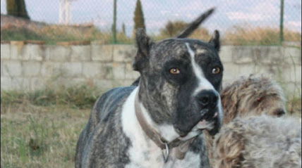 Consultorio Veterinario Tunana 1 Veterinario Consultorio Veterinario Tunana