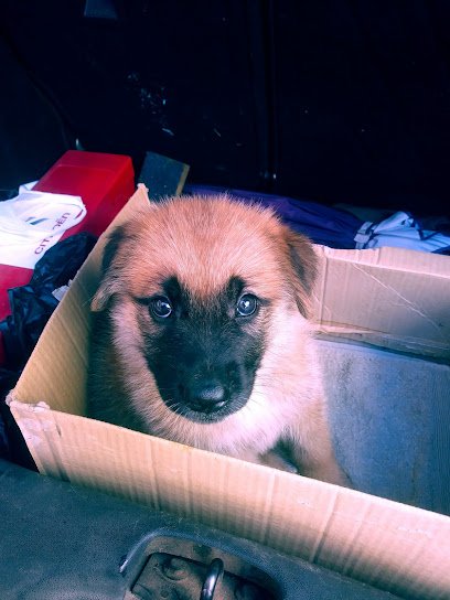 Veterinario El Perro Chico Clínica Veterinaria