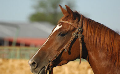 Veterinario EquiCare Mallorca - Veterinario equino