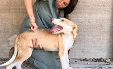 Veterinario Equilibravet - Veterinaria Integrativa