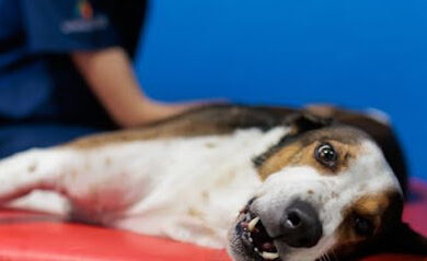 Veterinarios en Altzaga 2 Veterinario FisioMasVet Rehabilitación Veterinaria