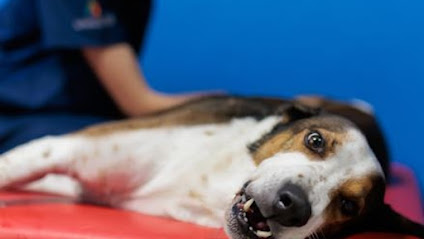 FisioMasVet Rehabilitación Veterinaria 1 Veterinario FisioMasVet Rehabilitación Veterinaria