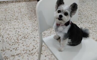 Veterinario GelvesVet