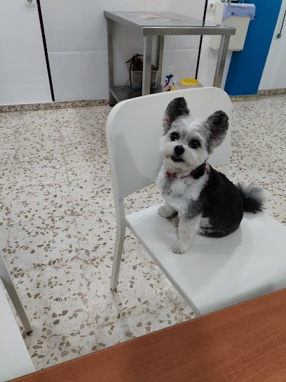 Veterinario GelvesVet