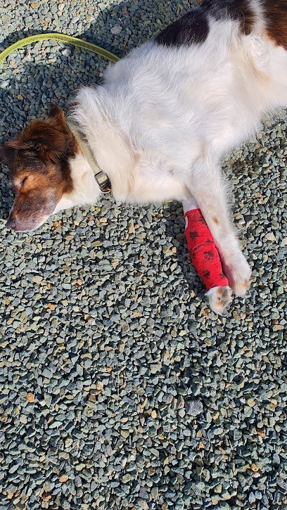 Veterinario Happy Pets Puerto de Mazarron