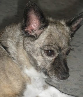 Veterinario Hnas. Muñoz Jiménez