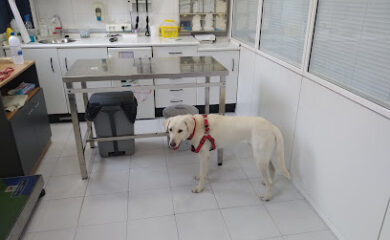 Veterinario Hospital Veterinari Martorell