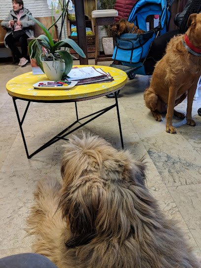 Veterinario Hospital Veterinario Asturias