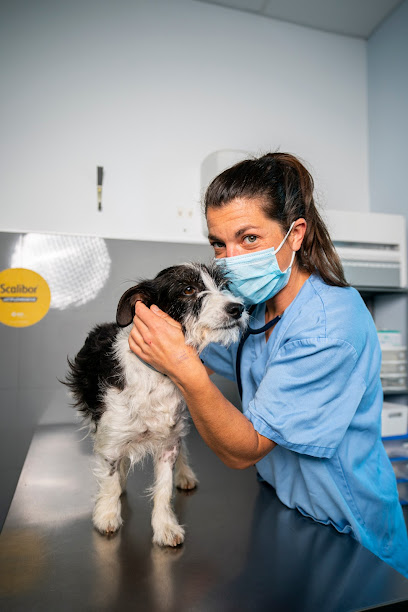 Hospital Veterinario Bodión-Zafra 1 Veterinario Hospital Veterinario Bodión-Zafra