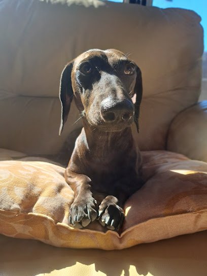 Veterinario Hospital Veterinario Lauro